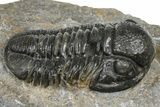 Detailed Gerastos Trilobite Fossil - Morocco #372448-2